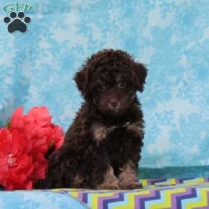 Kisses, Toy Poodle Puppy